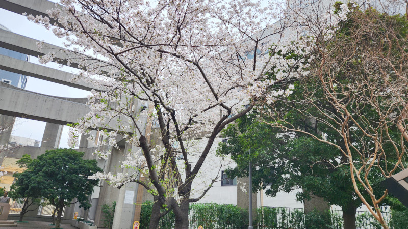 陽だまり広場の桜