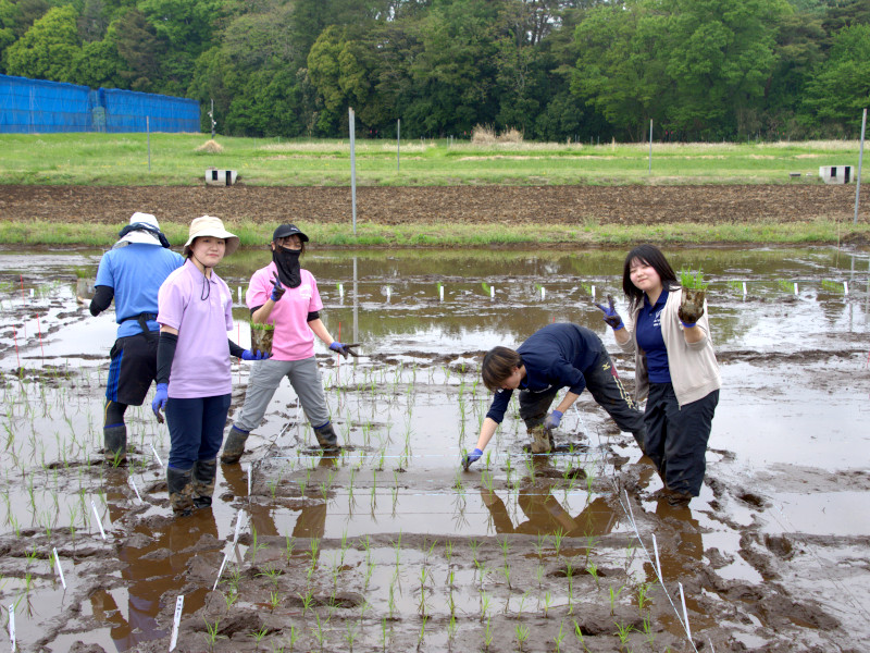 水田での田植えの様子