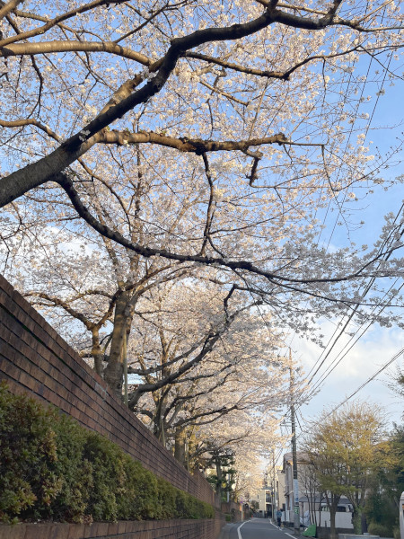 寮の前の桜