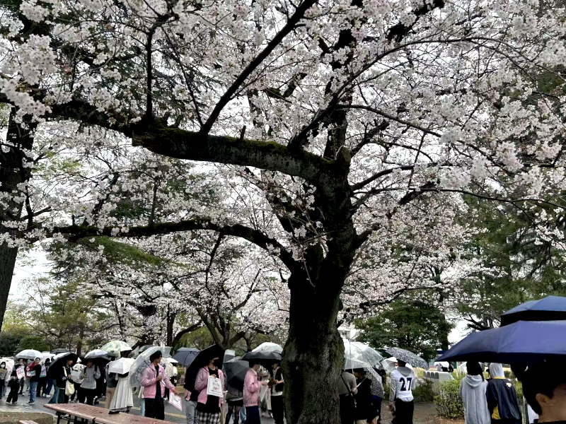 和泉キャンパスの桜
