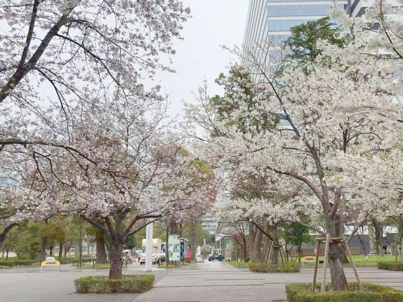 中野キャンパスの正門前の桜